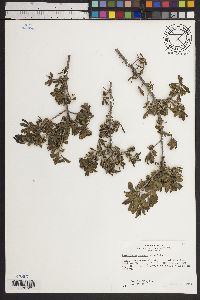 Diospyros texana image