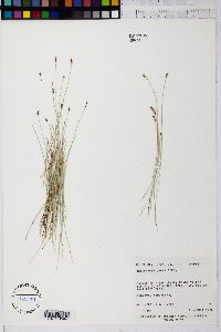 Eleocharis erythropoda image