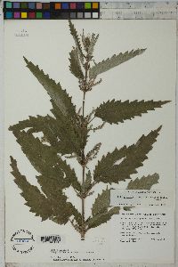 Urtica gracilis subsp. holosericea image