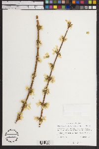 Forsythia suspensa image