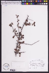 Commiphora africana image