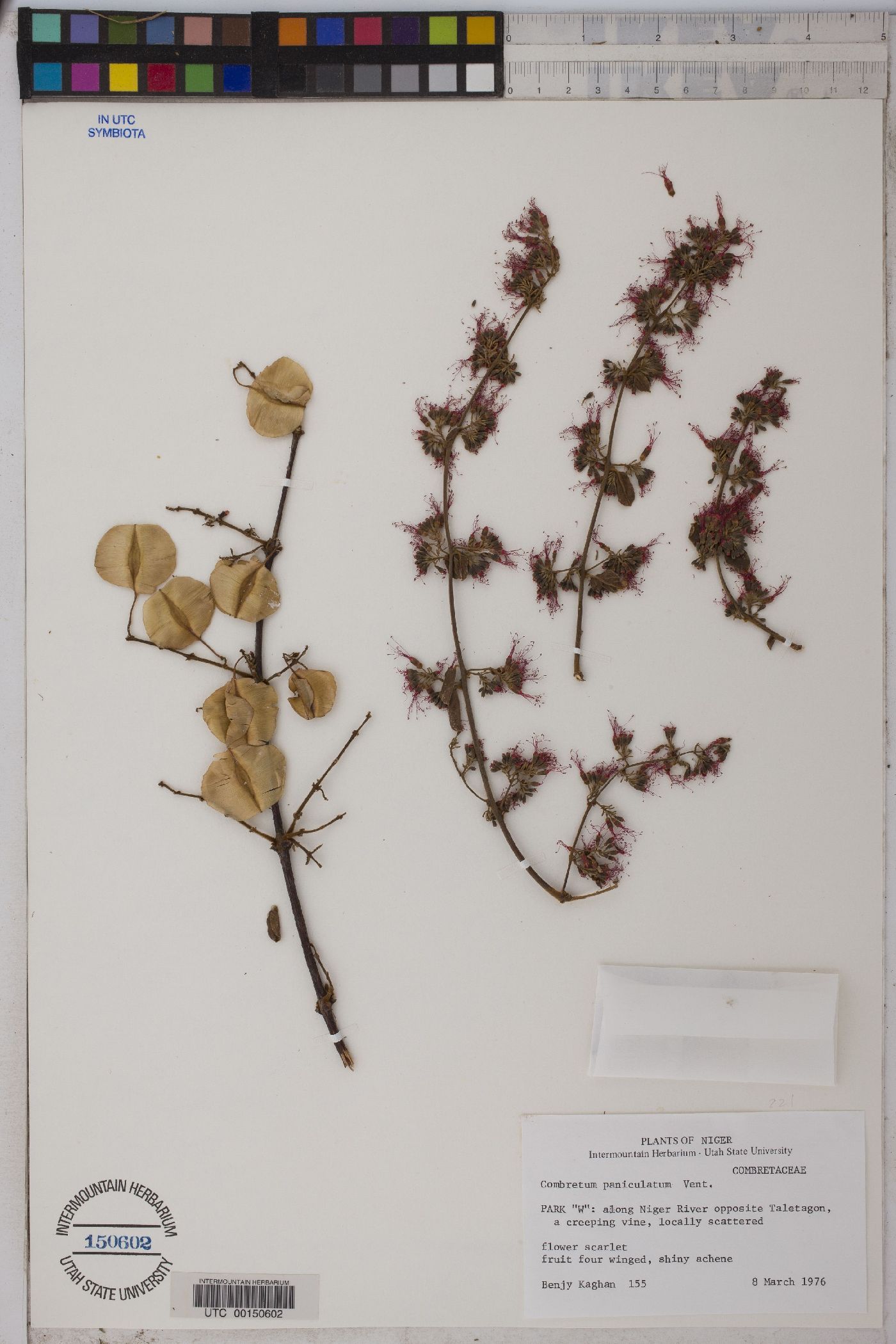 Combretum paniculatum image