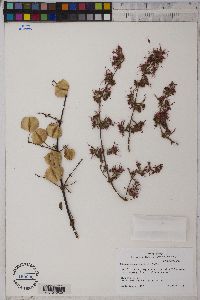 Combretum paniculatum image