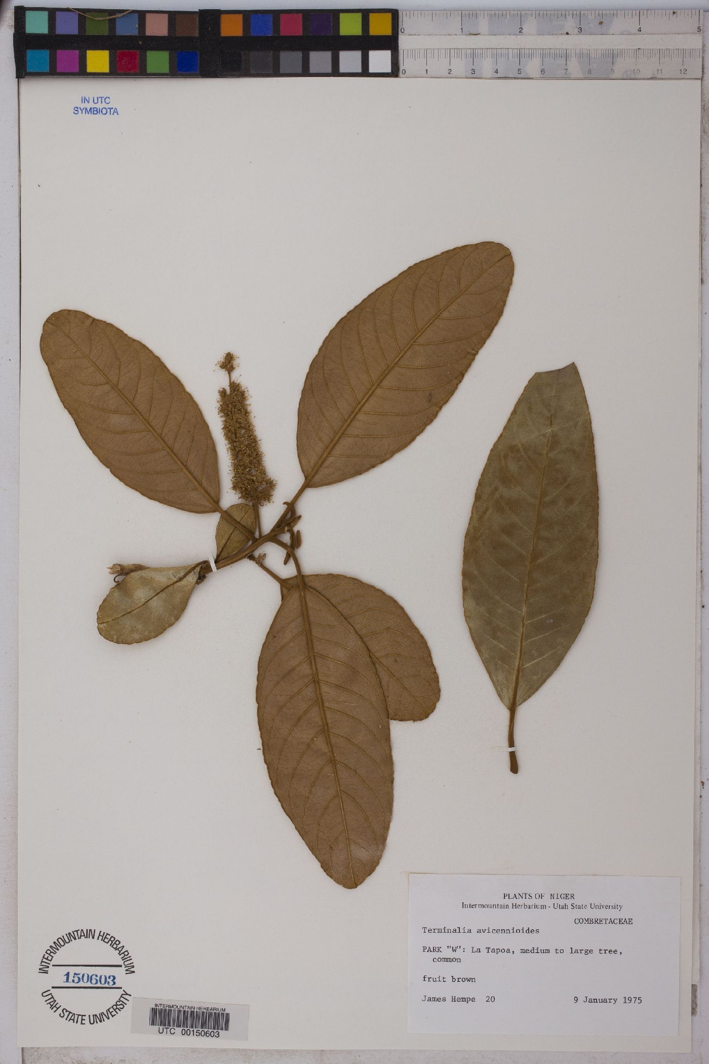 Terminalia avicennioides image