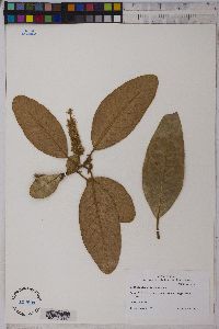 Image of Terminalia avicennioides