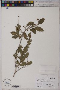 Image of Anogeissus leiocarpus