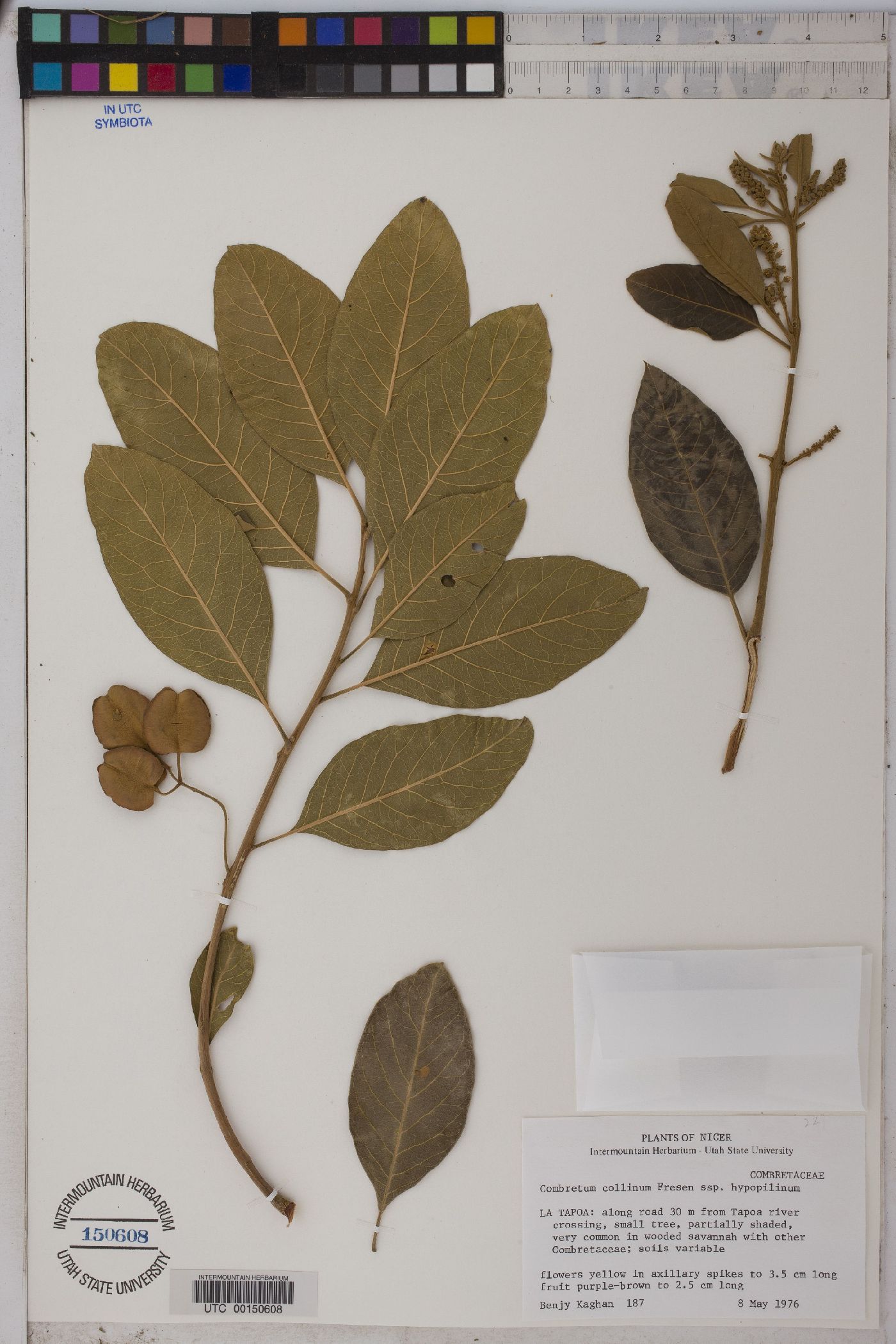 Combretum collinum subsp. hypopilinum image