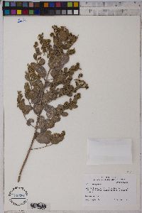 Media resource of Guiera senegalensis