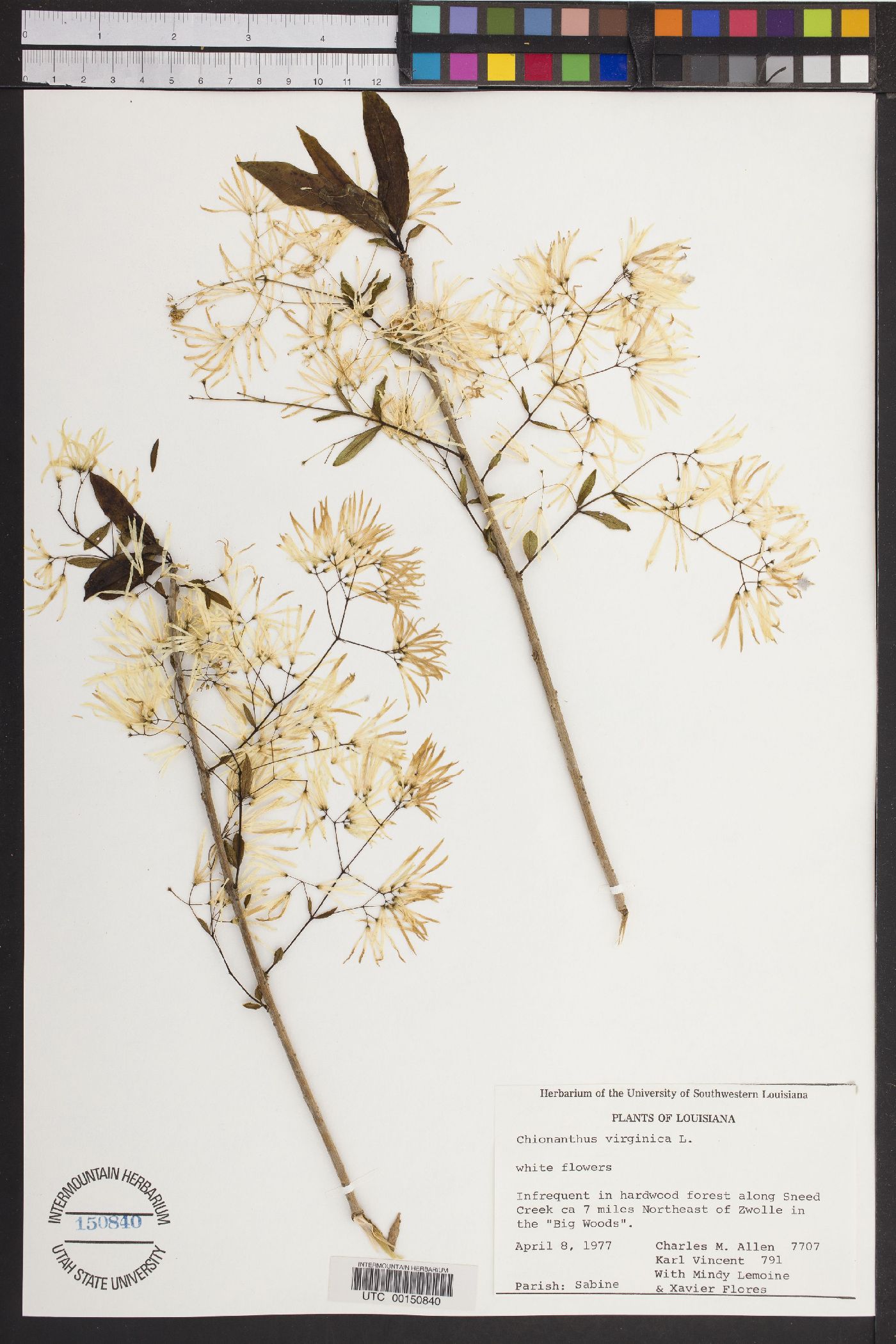 Chionanthus virginica image