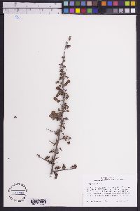 Commiphora africana image