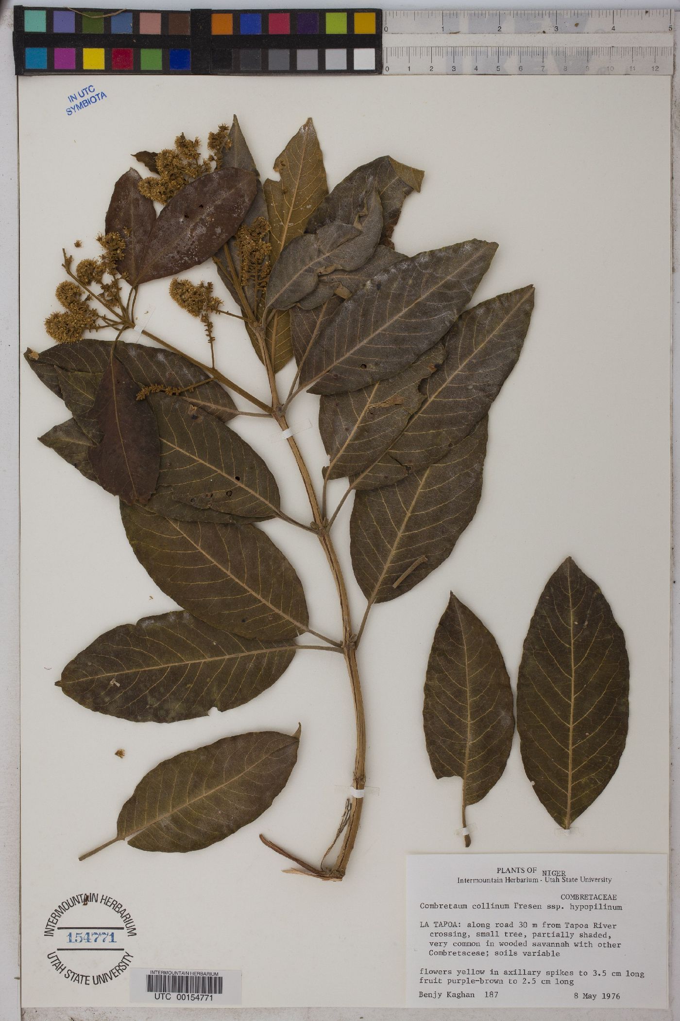 Combretum collinum subsp. hypopilinum image