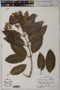 Combretum collinum image