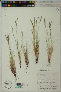 Festuca saximontana image