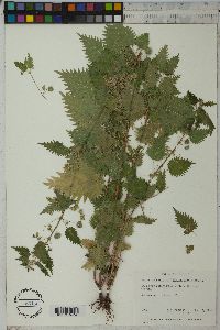 Urtica pilulifera image