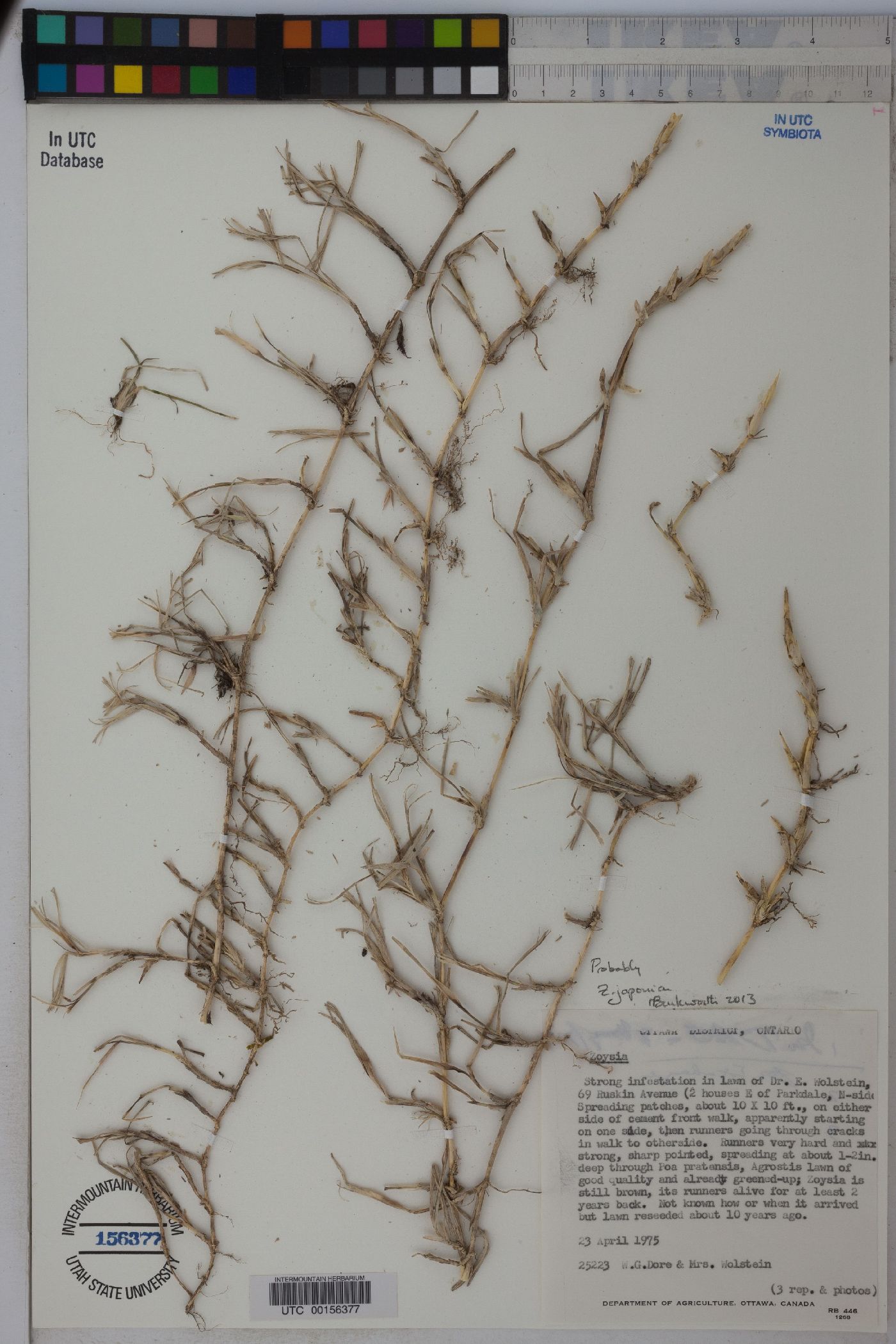 Zoysia japonica image
