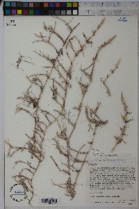 Image of Zoysia japonica