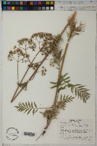 Valeriana officinalis image