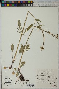 Valeriana dioica image