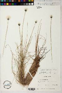 Eriophorum spissum image