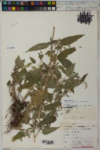 Urtica gracilis subsp. holosericea image