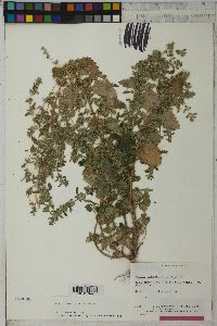 Urtica chamaedryoides image