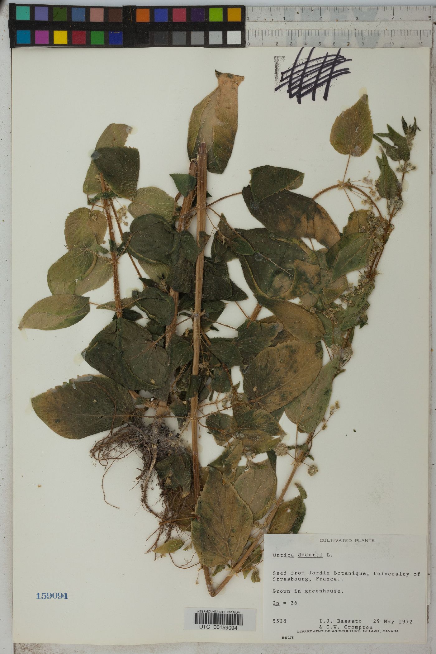 Urtica pilulifera image