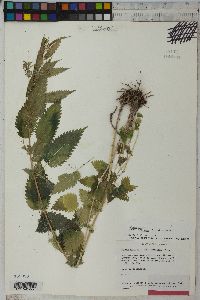 Urtica gracilis image