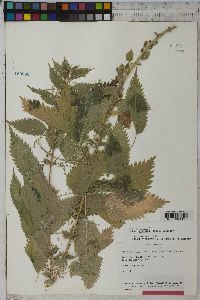 Urtica gracilis image