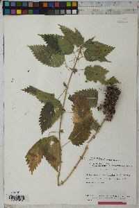 Urtica gracilis image