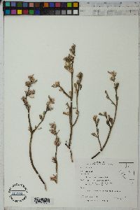 Sesuvium verrucosum image