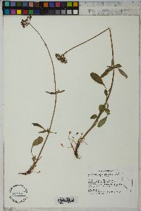 Valeriana acutiloba image