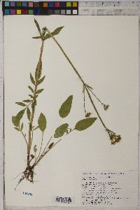 Valeriana occidentalis image