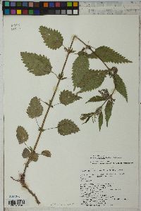 Urtica gracilis image