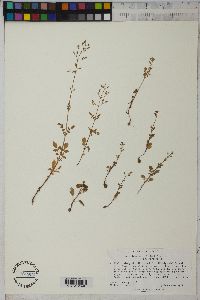 Valeriana sorbifolia var. sorbifolia image
