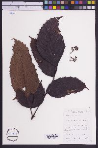 Image of Leea guineensis