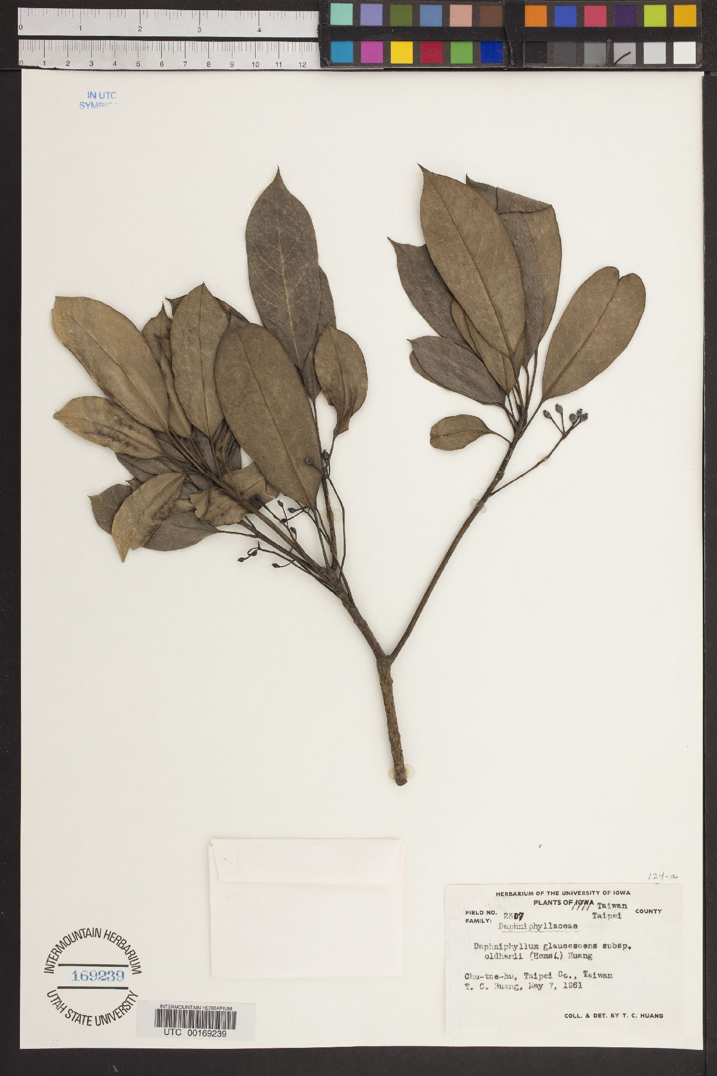 Daphniphyllum glaucescens subsp. oldhamii image