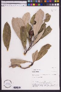 Zygogynum bicolor image