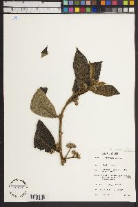 Dichapetalum angolense image