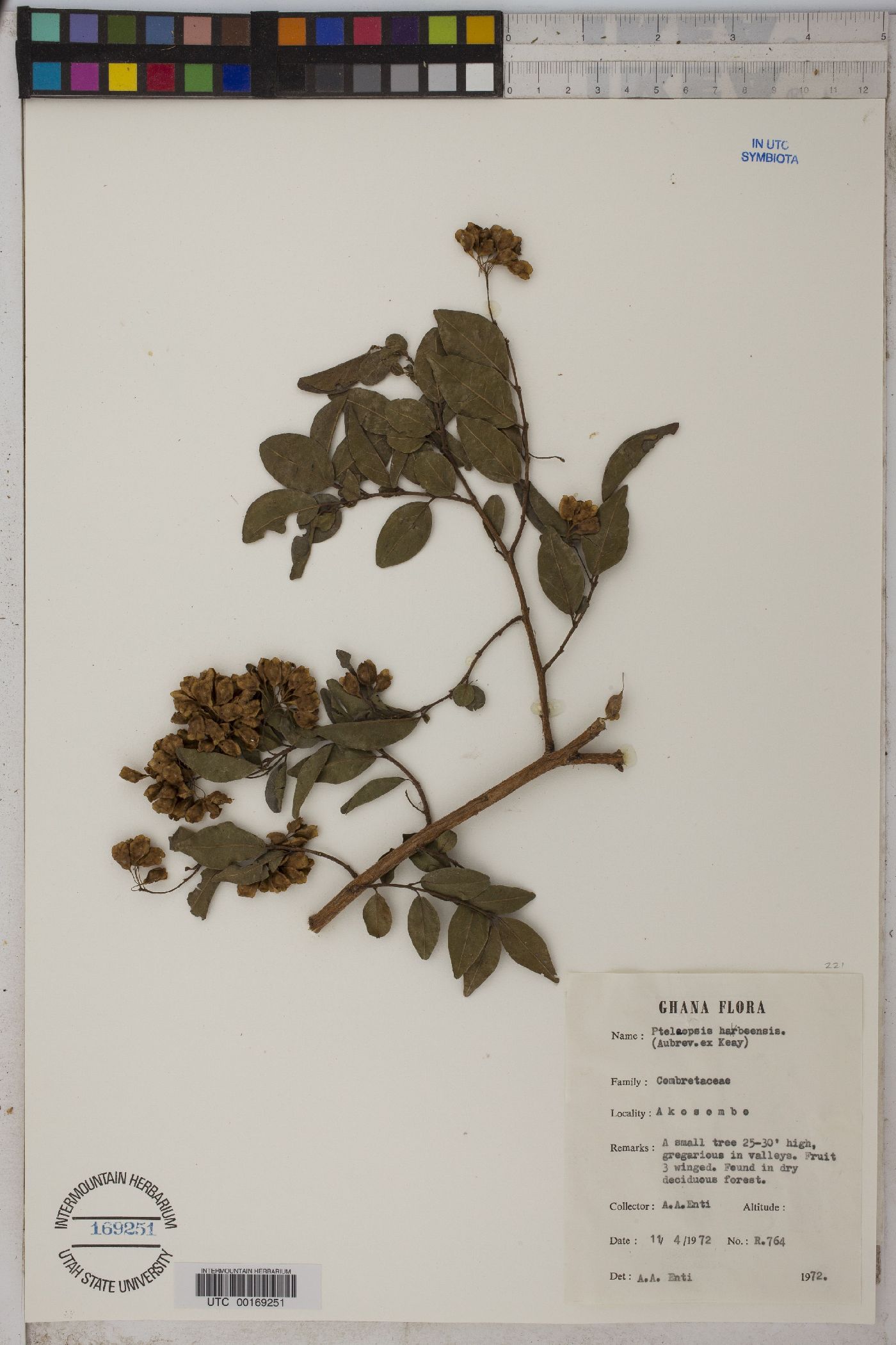 Pteleopsis habeensis image