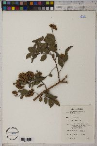 Image of Pteleopsis habeensis