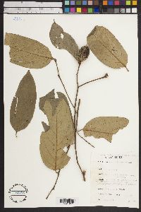 Diospyros kamerunensis image