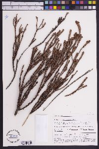 Image of Tittmannia esterhuyseniae