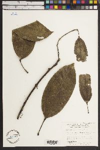 Abuta grandifolia image