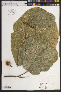 Image of Sloanea spathulata