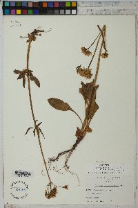 Valeriana acutiloba image