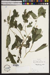 Impatiens biflora image