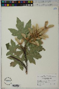 Acer macrophyllum image