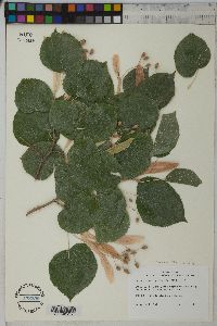 Tilia cordata image