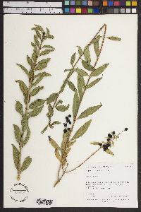 Ligustrum vulgare image