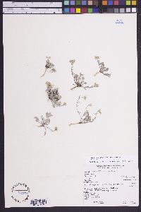 Physaria kingii image